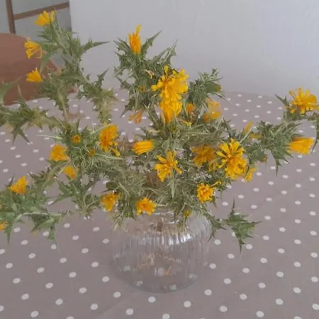 דירה Dragovic ברודאריצה