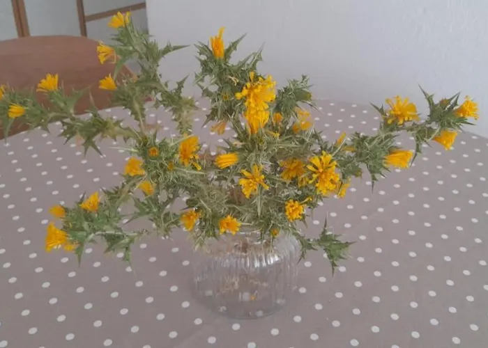 דירה Dragovic ברודאריצה